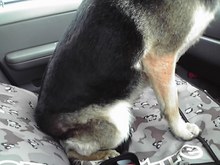 プロスノーボーダー　高橋烈男のBLOG-09-06-15_001.jpg
