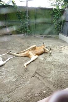 プロスノーボーダー　高橋烈男のBLOG